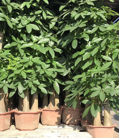 步步高發(fā)財(cái)樹(shù)苗圃