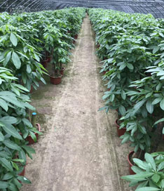 發(fā)財(cái)樹(shù)苗圃