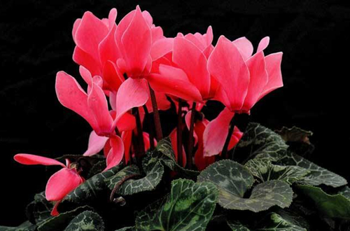 仙客來的維護方法都有哪些？