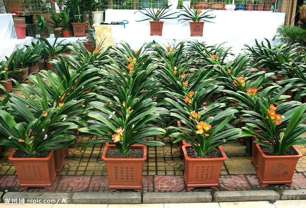 北京辦公室花卉租擺公司辦公室綠植租擺公司哪家靠譜？