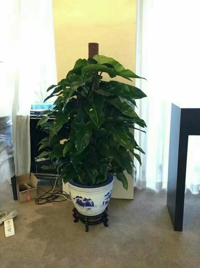 北京花卉租賃為什么對企業(yè)更劃算？