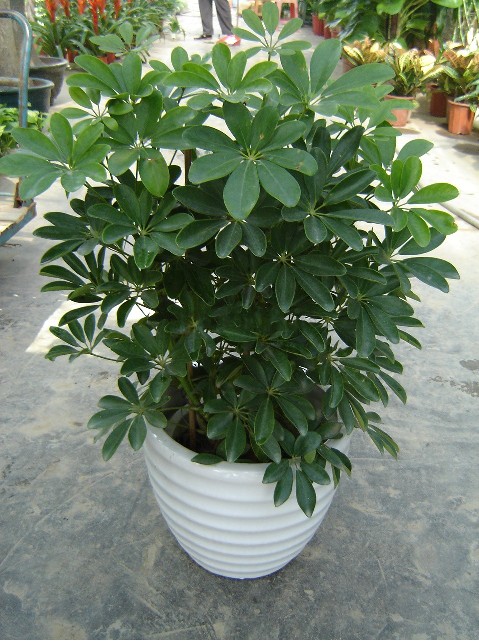 北京花卉租擺公司主要是北京地區(qū)的那些客戶租花？