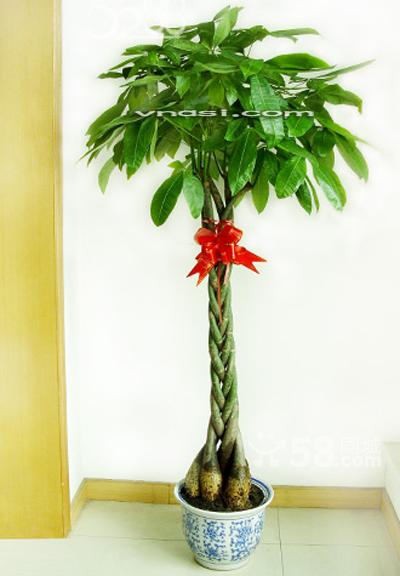 北京喜陰的盆栽有什么，喜陰的盆栽都有哪些？北京花卉租擺公司推薦