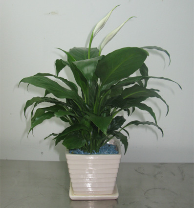 北京綠植租賃公司必須知道的花卉知識點(diǎn)簡述有哪些？