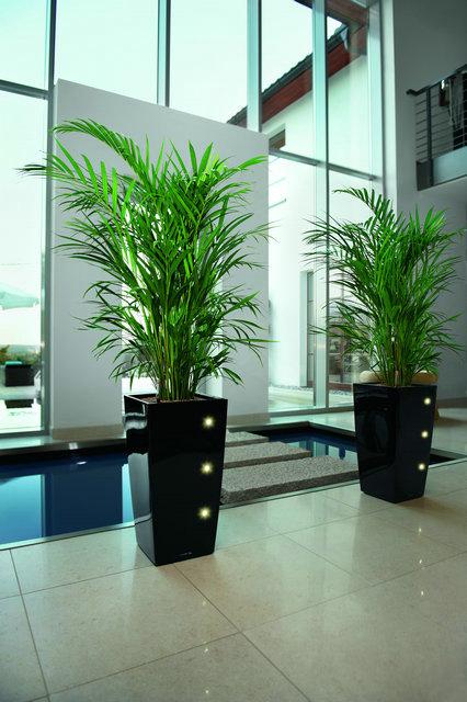 鐵樹的培育方法都有哪些？