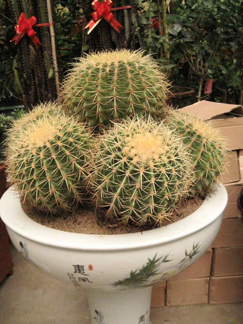 室內(nèi)花卉租擺應(yīng)該精心挑選，以保護(hù)健康