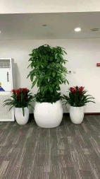 花卉何時換盆，該如何正確判斷？應注意哪些細節(jié)  北京花卉綠植租擺公司