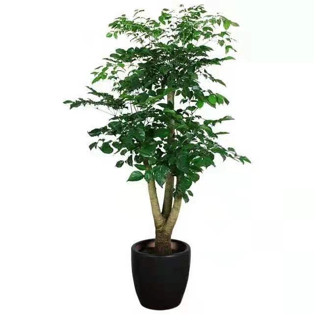 冬季適合水插以下花卉，只要做到以下幾點，生長迅速很好 北京花卉租擺公司