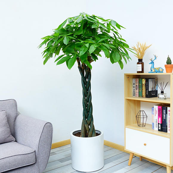 北京花卉租擺公司-長(zhǎng)壽花掉葉子怎么辦？有這四個(gè)解決方法，就能恢復(fù)生長(zhǎng)！