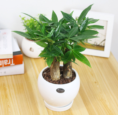 適合放辦公室的植物，辦公室放什么植物好?