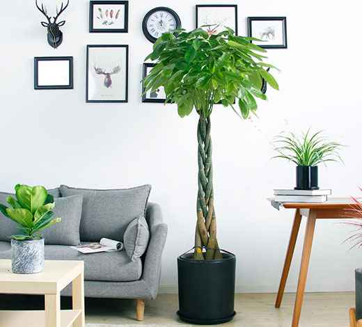 北京寫(xiě)字樓綠植租賃范圍-北京綠植租賃-花卉租擺