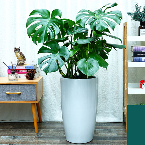 花卉租賃-紅楓盆景怎么養(yǎng)？6個(gè)小細(xì)節(jié)養(yǎng)出美麗紅楓！