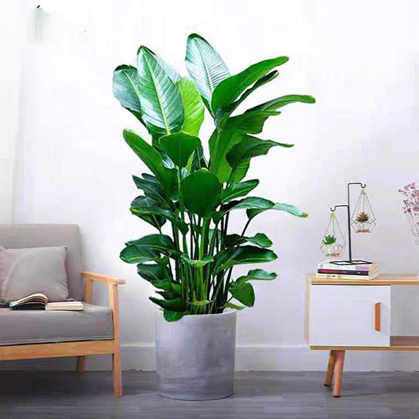 觀葉植物怎樣越冬 