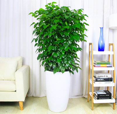 辦公室綠植租擺的好處，省心省力 