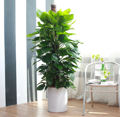 辦公室綠植租擺的好處，省心省力 