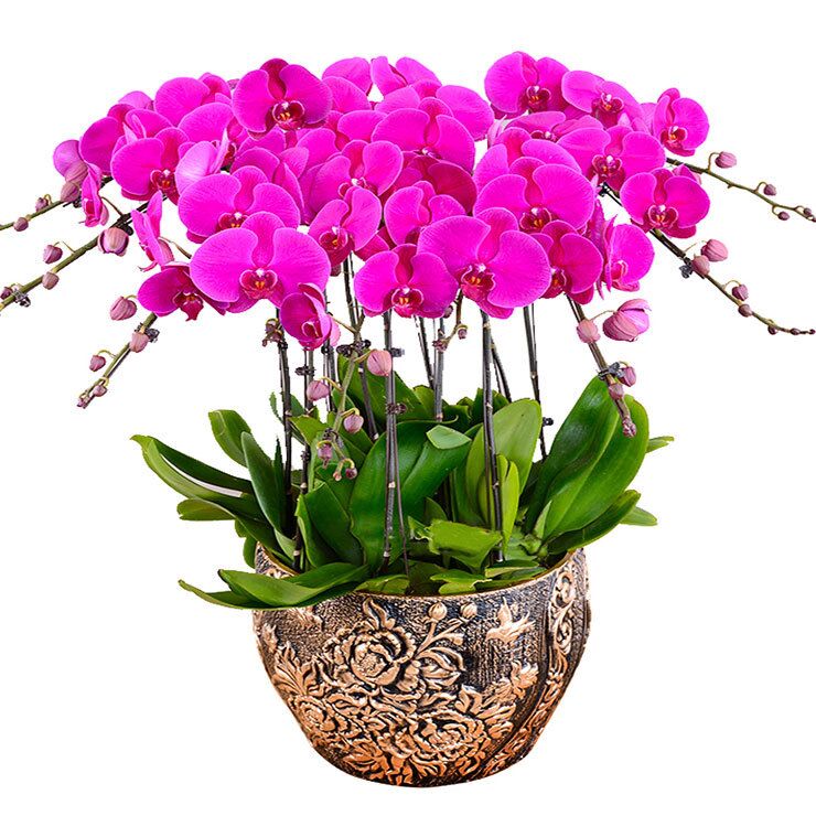 辦公室綠植租賃哪家好？應(yīng)該如何來選擇這些綠色植物呢？