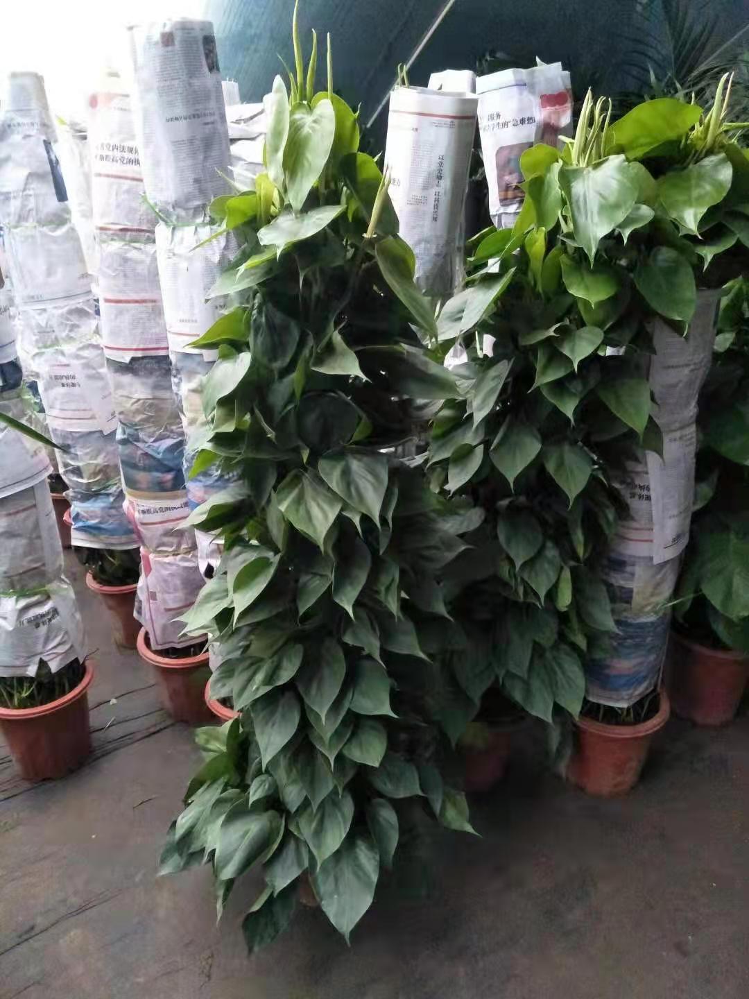 北京綠植養(yǎng)護(hù)主要做什么？