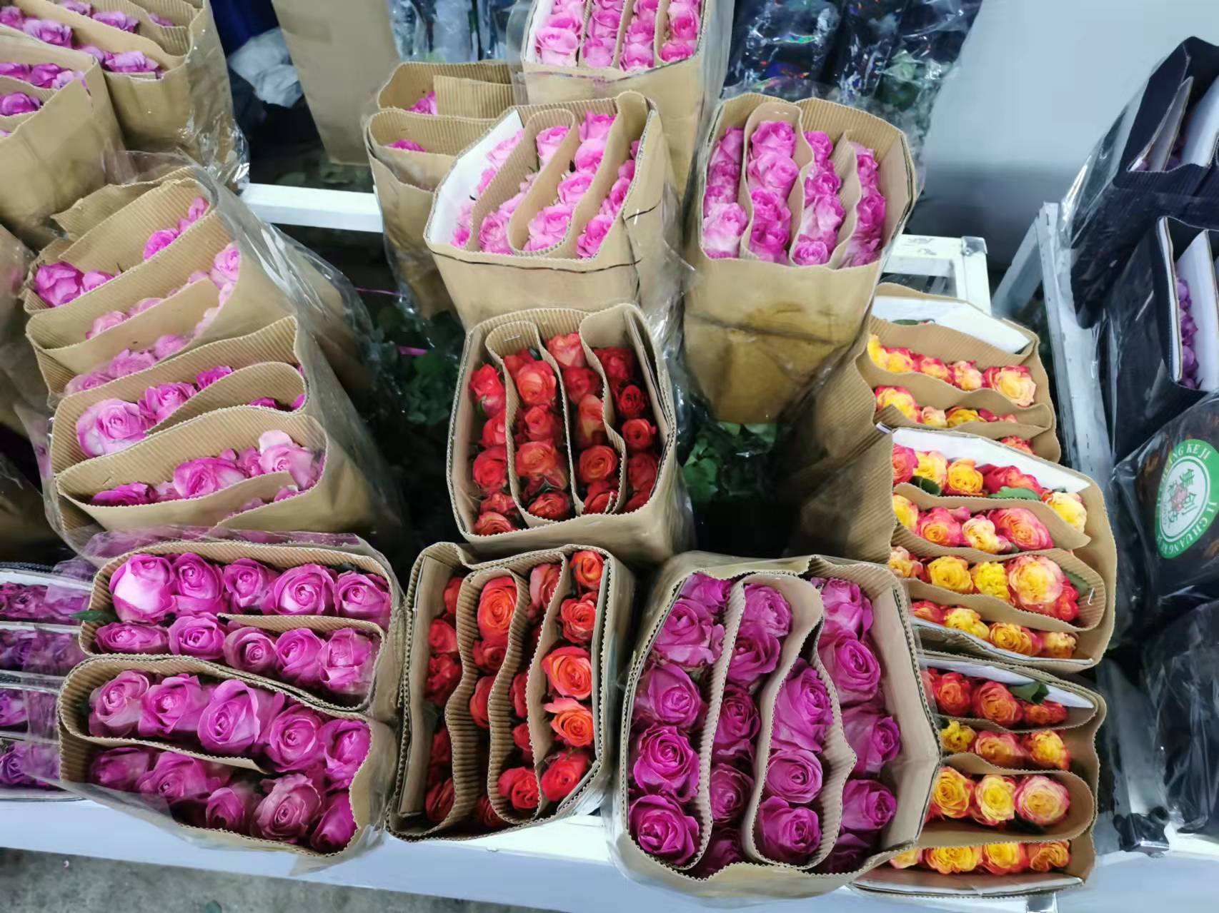 花卉月季好養(yǎng)護嗎？