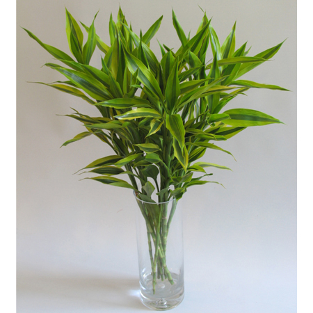 北京世紀(jì)匯通園藝有限公司-怎樣防止水培植物爛根？