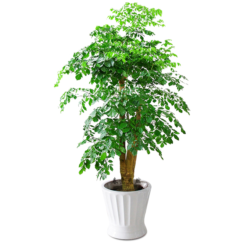 在放置陽臺(tái)植物時(shí)，應(yīng)注意調(diào)節(jié)陽臺(tái)的空氣濕度