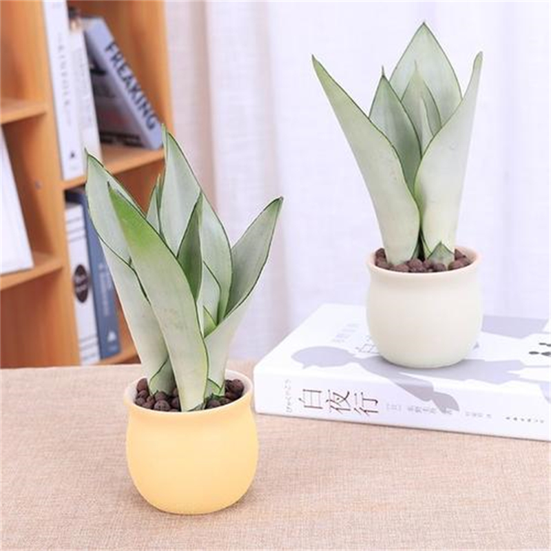 花卉租擺這8種花一點(diǎn)都不矯情，越窮養(yǎng)越壯實(shí)！