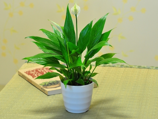 云竹和文竹傻傻分不清楚，都有竹字，生長習(xí)性卻相差很大