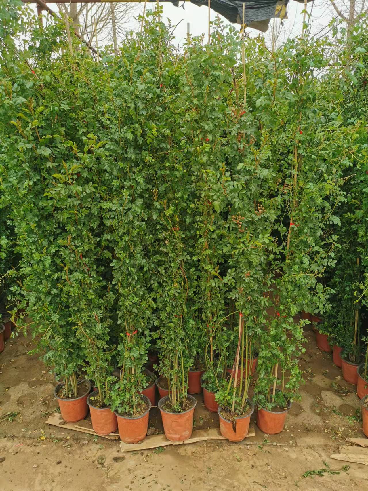 這5種花適合做鮮花“窗簾”，效果一目了然