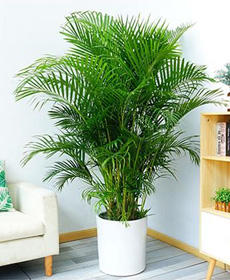 北京綠植花卉養(yǎng)護(hù)公司：好看好養(yǎng)的植物有哪些？