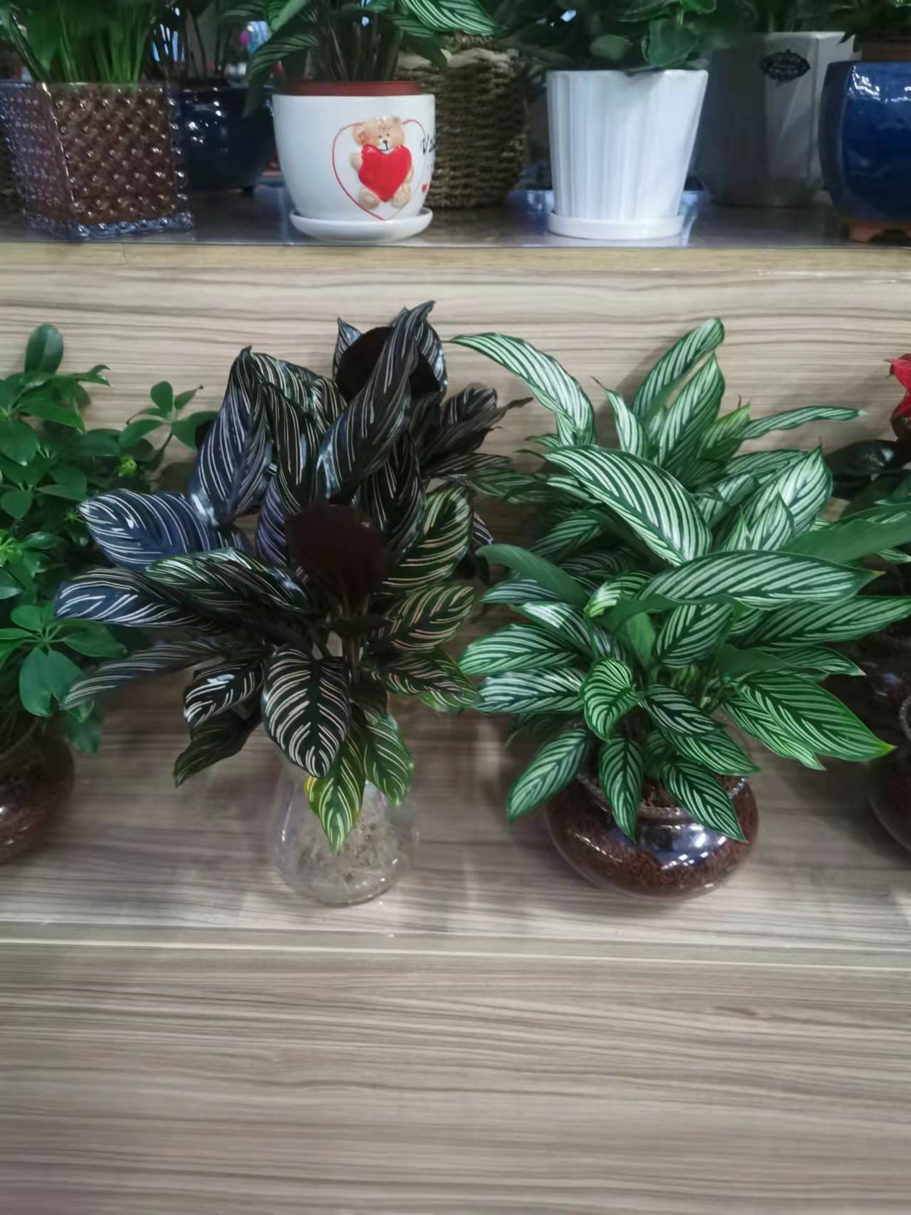 北京朝陽(yáng)區(qū)綠植租擺公司：孔雀竹芋怎樣養(yǎng)護(hù)？