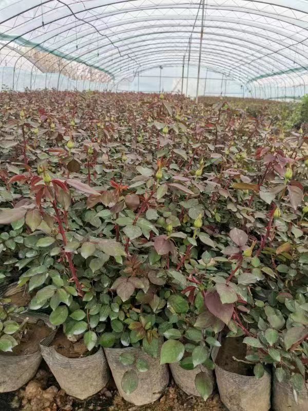 盆栽月季都很難養(yǎng)活，主要是和這4點(diǎn)有關(guān)，解決好輕松養(yǎng)殖