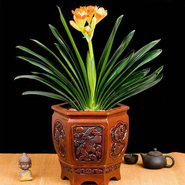 北京花卉租賃養(yǎng)護(hù)出售：君子蘭的養(yǎng)護(hù)方法有哪些？