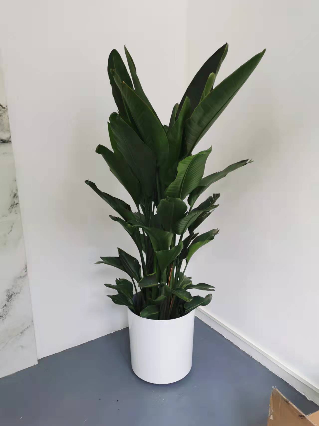 北京世紀(jì)匯通園藝有限公司：哪些綠植凈化空氣？