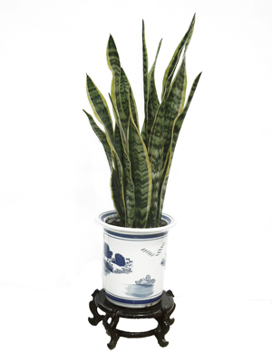 北京辦公室綠植比較好養(yǎng)護的有哪些？