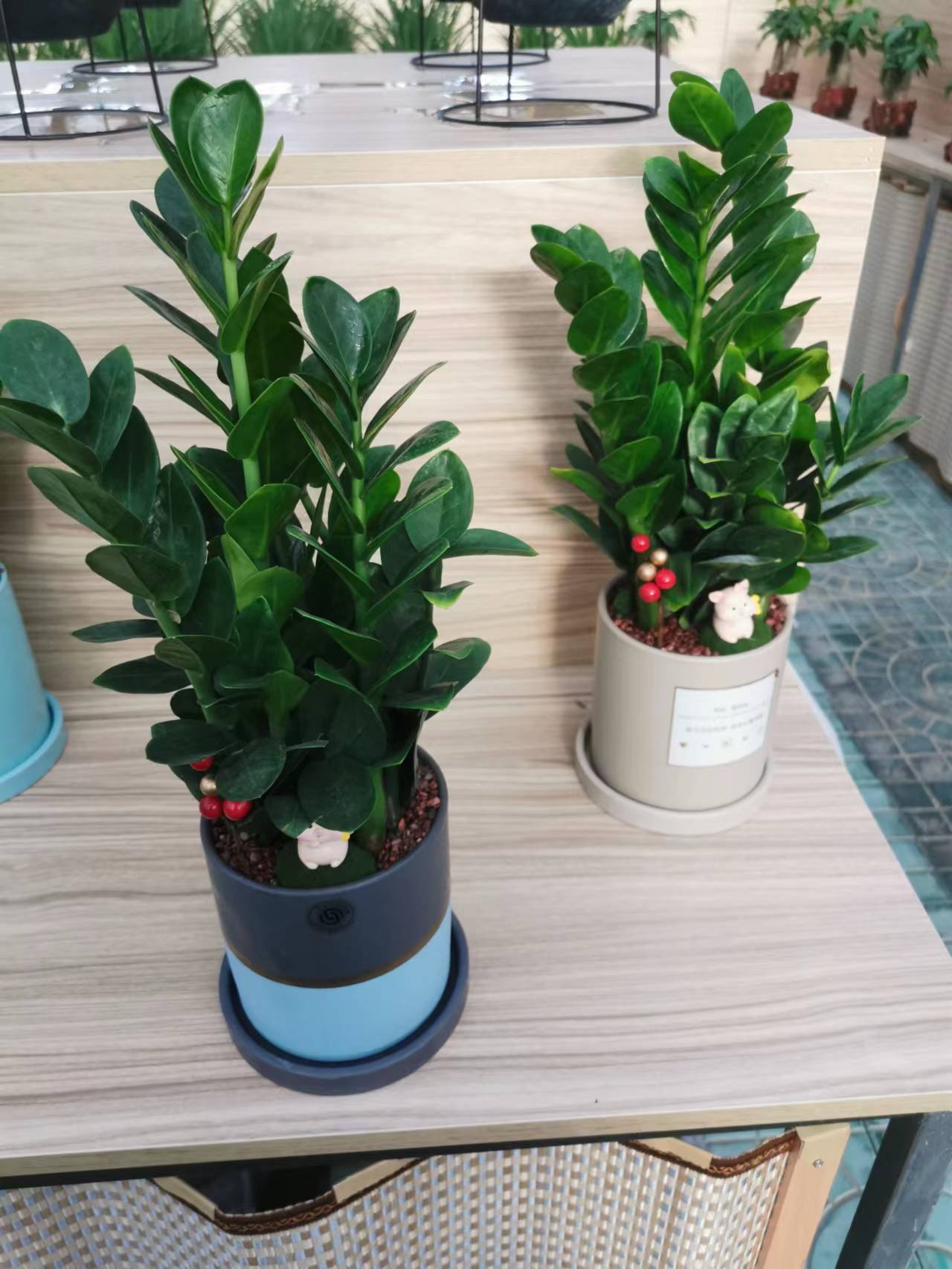 北京綠植租擺公司：金錢(qián)樹(shù)的養(yǎng)殖方法