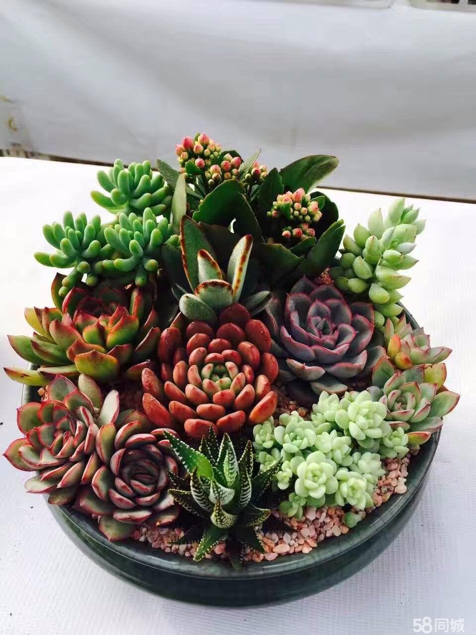 多肉植物松塔一樣的瓦松要怎么養(yǎng)護(hù)？有哪些養(yǎng)護(hù)方法