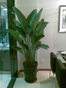 天堂鳥養(yǎng)多久才能見到它開花？不開花是什么原因？