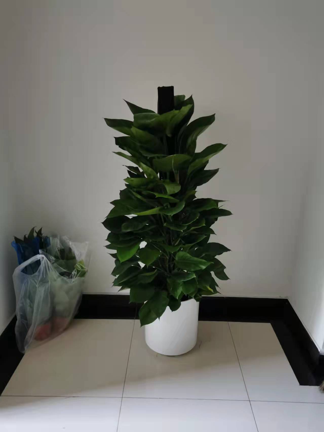 北京綠植養(yǎng)護(hù)-金鉆花有毒嗎？它有什么作用與功效？