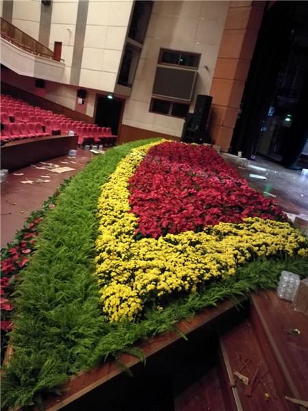 北京花卉植物菊花的種植簡(jiǎn)單，記住這4點(diǎn)，開花更大