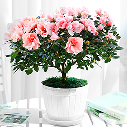 北京花卉公司繡球花夏天怎么養(yǎng)，需要注意什么呢？