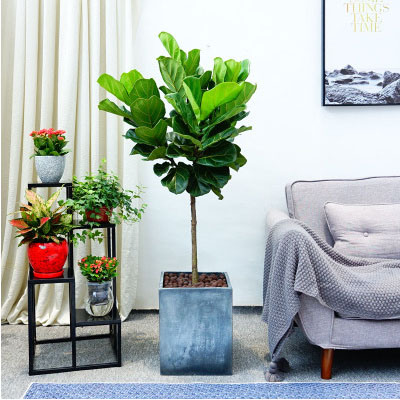 北京花卉租擺公司，北京花卉租賃公司，北京辦公室租花公司