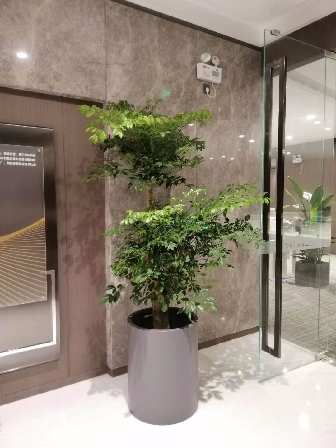 亦莊經(jīng)濟(jì)技術(shù)開(kāi)發(fā)區(qū)綠植花卉租擺租賃公司