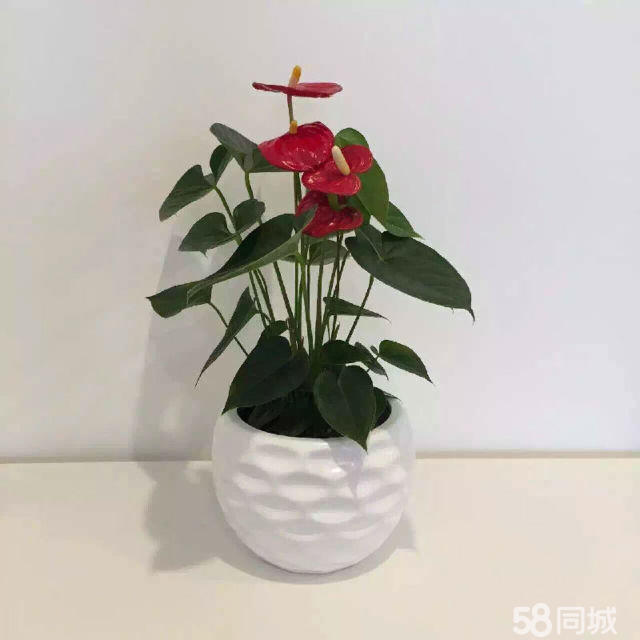 長壽花生蟲不要急，學(xué)會(huì)這4點(diǎn)，輕松解決