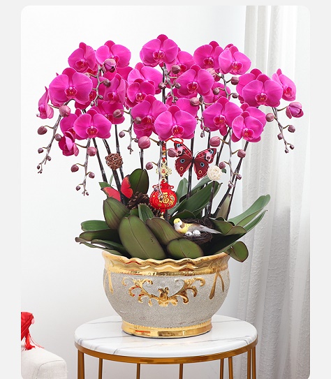 北京花卉租擺公司 北京綠植布置公司   北京綠植租擺公司  北京花卉租賃，