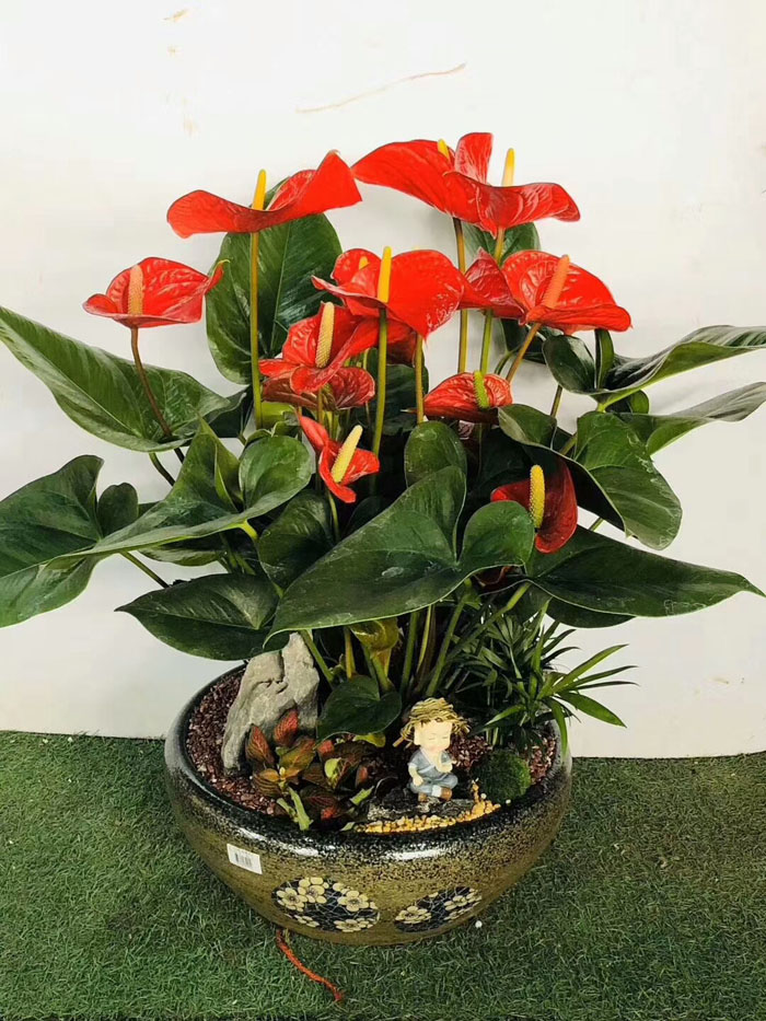 ?紅掌花干枯是怎么回事？