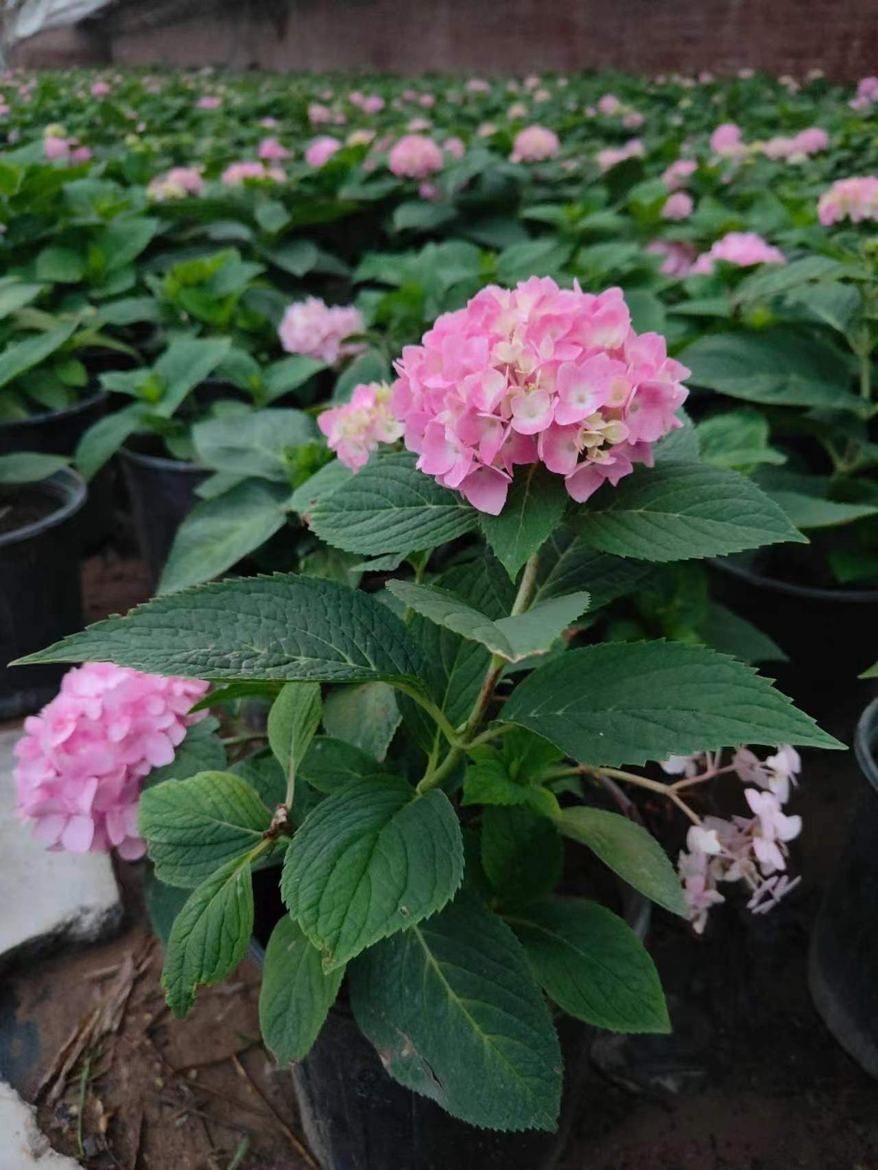 大麗花冬天如何養(yǎng)護的方法？