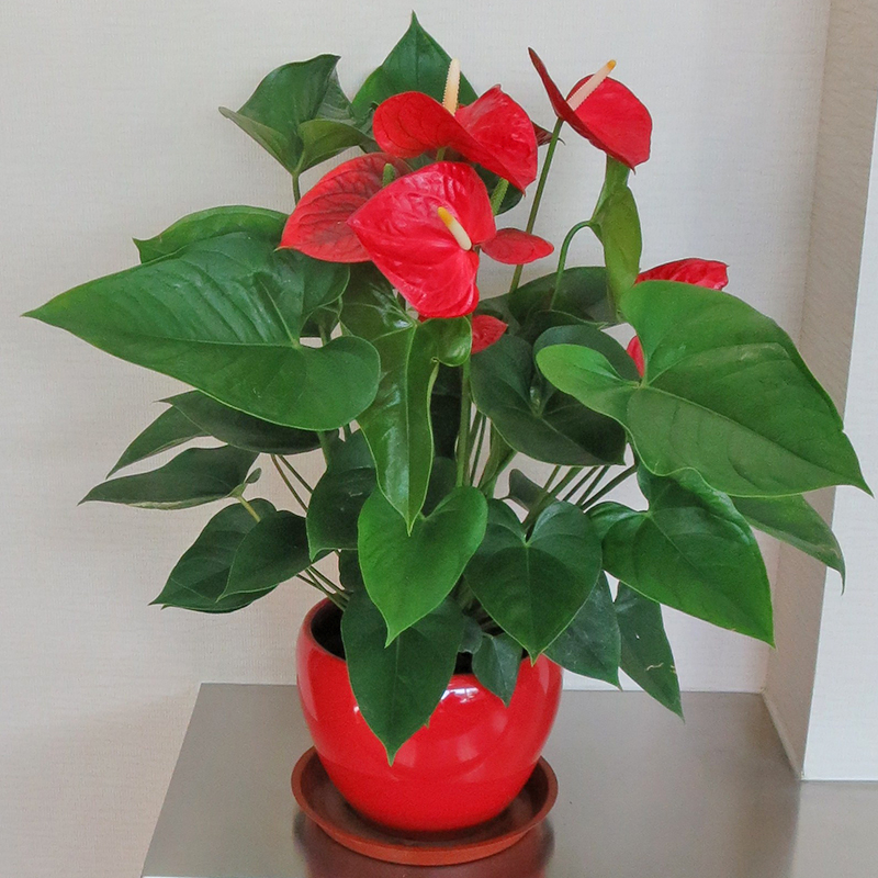 出租綠植花卉公司