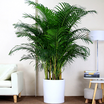 綠植租賃公司哪家好？如何選擇綠植租賃公司？