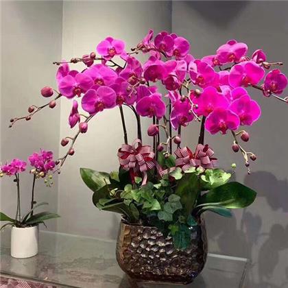 超耐寒的北美冬青要怎么養(yǎng)護(hù)呢？