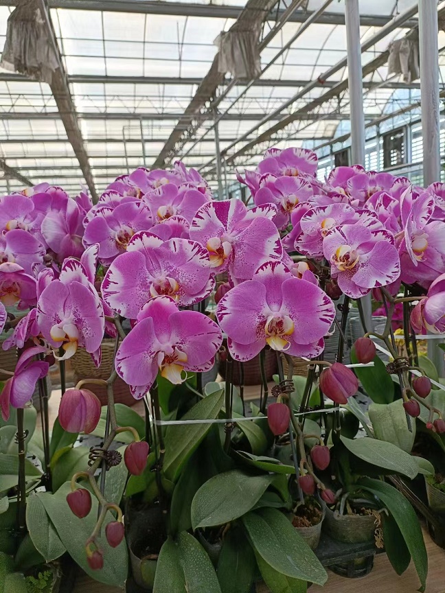 北京花卉仙客來(lái)冬天要怎么澆水，有哪些要注意的澆水方法？