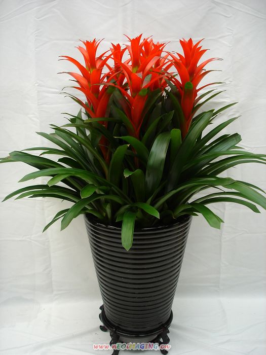 瑪格麗特花要怎么養(yǎng)護？有哪些養(yǎng)護方法？